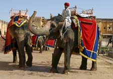 Glorious Rajasthan