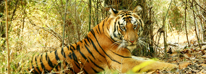 Bandhavgarh Travel Guide