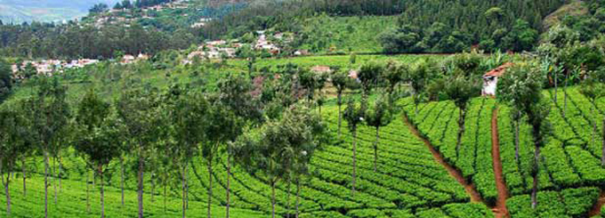 Coonoor Travel Guide