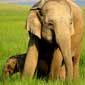 corbett Wildlife Safari