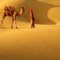 Deserts of Rajasthan