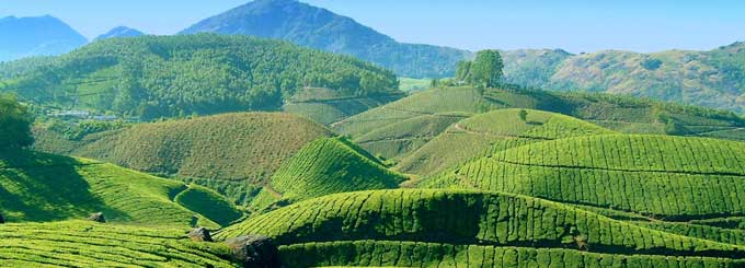 Cochin-Munnar-Thekkady-Alleppey-Tour