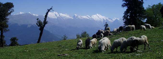 Himachal Delight Tour Shimla Manali Dharamsala