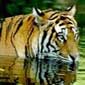 Safari of Rajasthan