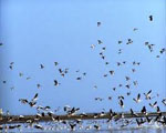 Nal Sarovar Bird Sanctuary