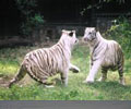 The National Zoological Park